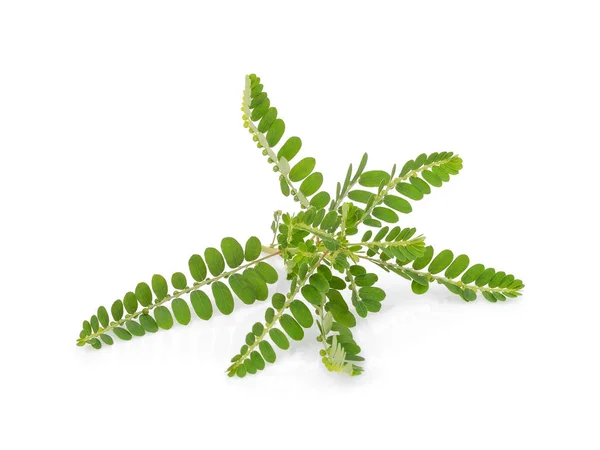 Beyaz arka plan üzerinde izole Phyllanthus niruri bitki