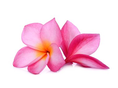 Frangipani tropikal çiçek, plumeria, Lanthom, Leelawadee çiçek beyaz arka plan izole.