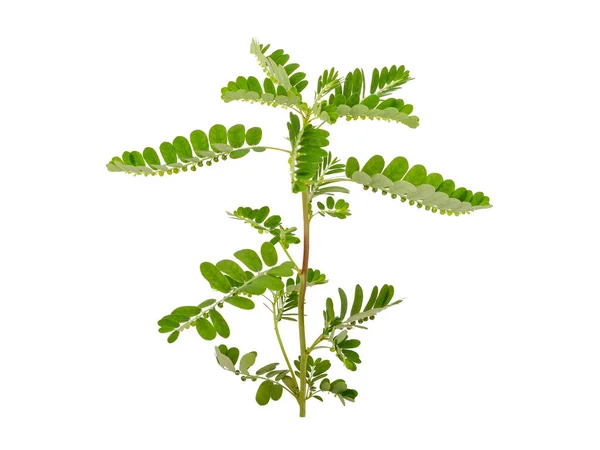 Beyaz arka plan üzerinde izole Phyllanthus niruri bitki