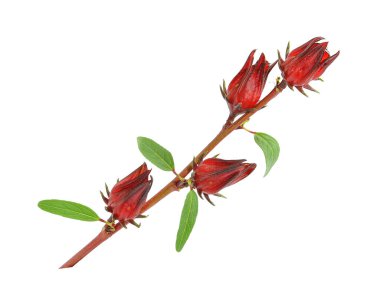 Beyaz arka plan üzerinde izole yaprak taze roselle