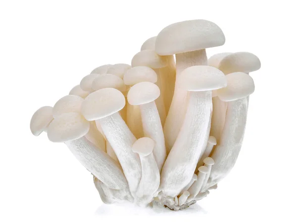 Shimeji Mushroom White Beech Mushrooms Isolated White Background — Stock Photo, Image