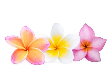 Üç frangipani çiçek ya da beyaz arka plan üzerinde izole plumeria