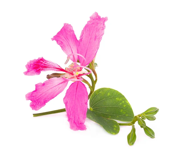 Flor Rosada Árbol Orquídeas Árbol Mariposas Con Hojas Aisladas Sobre —  Fotos de Stock