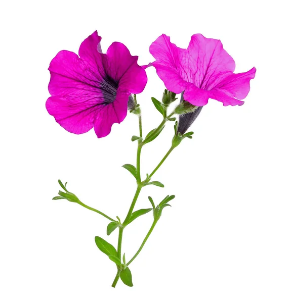 Фиолетовый Петуния Цветы Изолированы Белом Фоне — стоковое фото