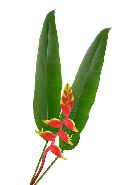 배경에 Heliconia — 스톡 사진