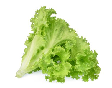 taze yeşil meşe marul beyaz arka plan üzerinde izole