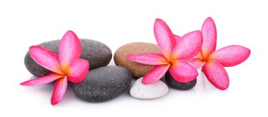 pembe frangipani veya plumeria (tropik çiçekler) ve spa konsepti için beyaz arka plan üzerinde izole rock
