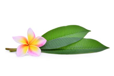 Frangipani tropikal çiçek, plumeria, Lanthom, Leelawadee çiçek yeşil ile izole beyaz arka plan bırakır.