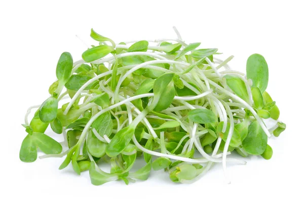 Fresh Green Young Sunflower Sprouts Isolated White Background — Stock Photo, Image