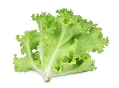 taze yeşil meşe marul beyaz arka plan üzerinde izole