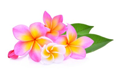 Beyaz arka planda yaprak izole Frangipani çiçekler