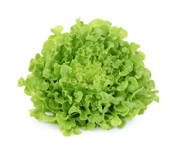 Fresh green oak lettuce isolated on white background — Stock Photo, Image