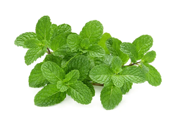 Hoja de menta fresca aislada sobre fondo blanco —  Fotos de Stock