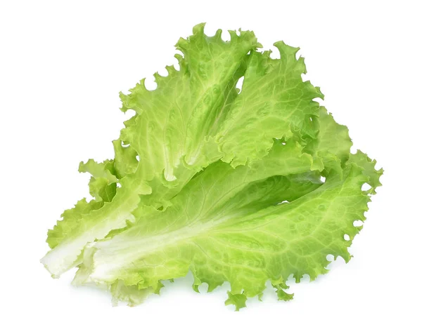 Fresh green oak lettuce isolated on white background — Stock Photo, Image