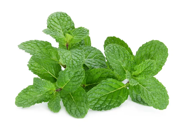 Fresh mint leaf isolated on white background — Stock Photo, Image