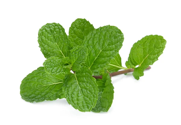 Hoja de menta fresca aislada sobre fondo blanco —  Fotos de Stock