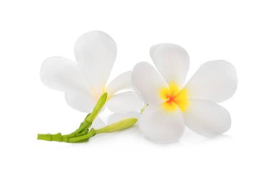 beyaz frangipani çiçek beyaz arka plan izole, tropikal f