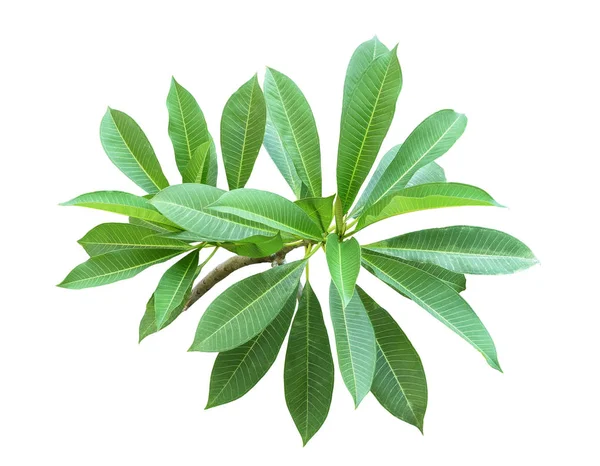 Rama de la hoja verde frangipani aislado sobre fondo blanco — Foto de Stock