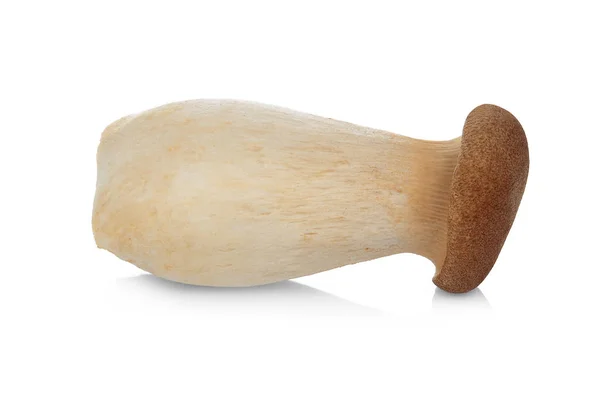 Rei cogumelo ostra isolado no fundo branco — Fotografia de Stock