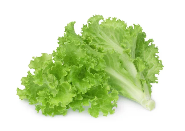 Friss zöld saláta tölgy elszigetelt fehér background — Stock Fotó