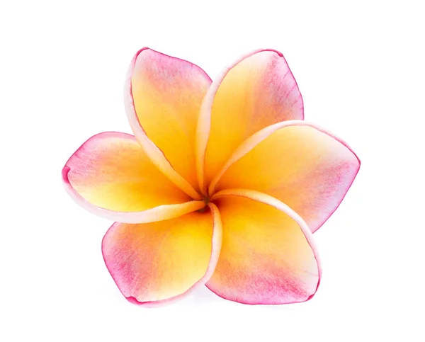 Einzelne Frangipani-Blume isoliert auf weißem Hintergrund — Stockfoto