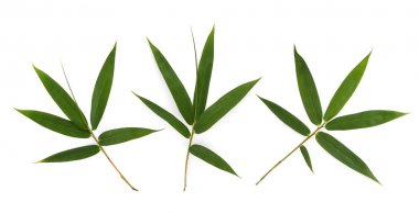 Beyaz arka plan üzerinde izole bambu yaprak