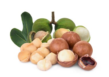 macadamia meyve beyaz arka plan izole