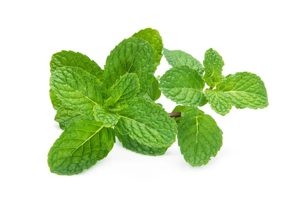 Daun mint segar terisolasi di latar belakang putih, herbal tropis — Stok Foto