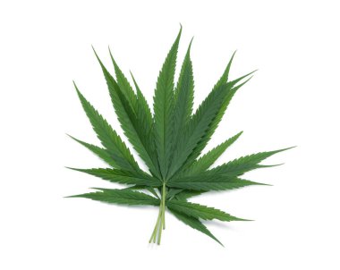 beyaz arka plan üzerinde izole esrar veya esrar yaprağı