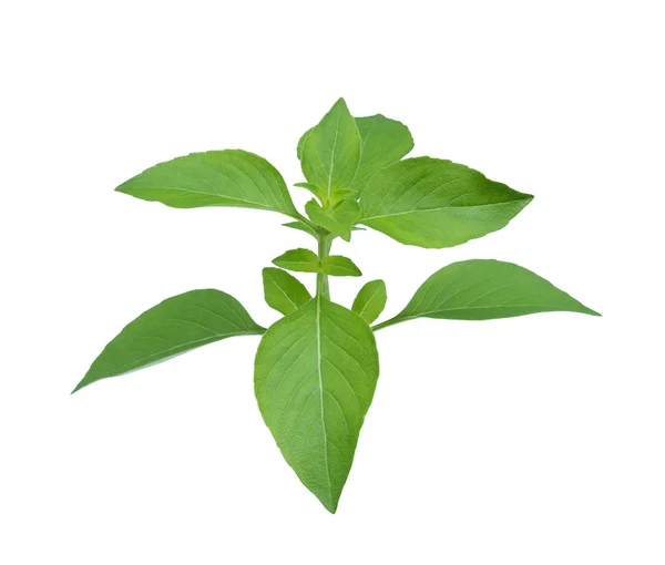 Albahaca tailandesa fresca aislada sobre fondo blanco, hierbas tropicales — Foto de Stock