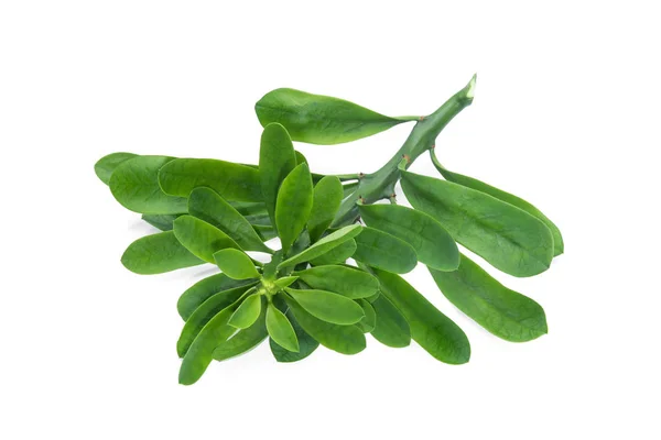 Euphorbia neriifolia o Sehund isolato su sfondo bianco, tro — Foto Stock
