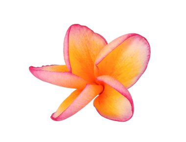 Beyaz arka planda izole edilmiş frangipani çiçeği, tropikal çiçek