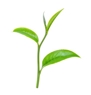 Beyaz arkaplanda yeşil çay yaprağı izole