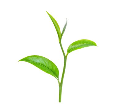Beyaz arkaplanda yeşil çay yaprağı izole