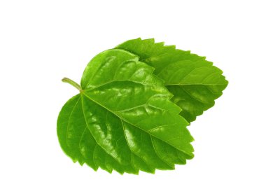 green leaf, hisbius or chaba leaf isolated on white background clipart