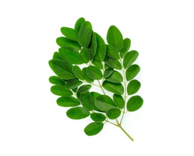 Yeşil moringa yaprakları dalları, beyaz arka planda izole tropikal otlar.