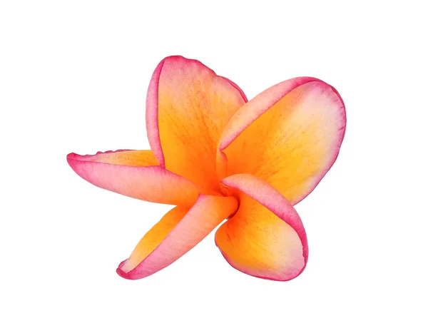 Frangipani Blomma Isolerad Vit Bakgrund Tropisk Blomma — Stockfoto