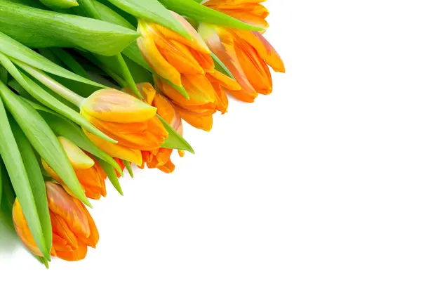 Tulipani Arancioni Isolati Sfondo Bianco — Foto Stock