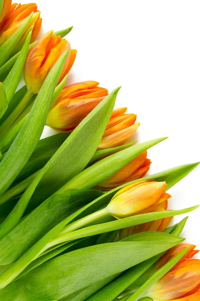 Tulipanes Naranjas Aislados Sobre Fondo Blanco —  Fotos de Stock