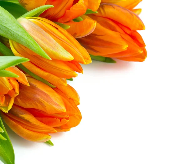 Oranje Tulpen Geïsoleerd Witte Achtergrond — Stockfoto