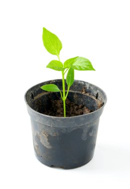 kırmızı biber bitki üzerinde beyaz izole 