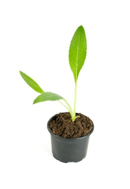 beyaz izole enginar fide