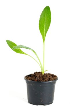 beyaz izole enginar fide