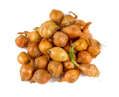 taze soğan fideleri, portre