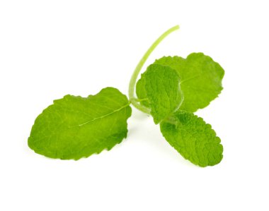 Beyaz taze nane yaprakları
