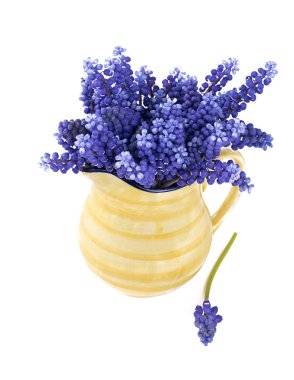 sarı bir sürahi Muscari çiçeklenir