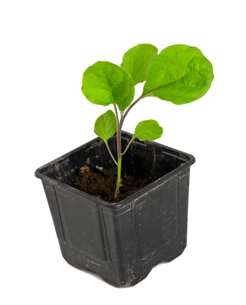 Piantina Melanzane Isolata Bianco — Foto Stock