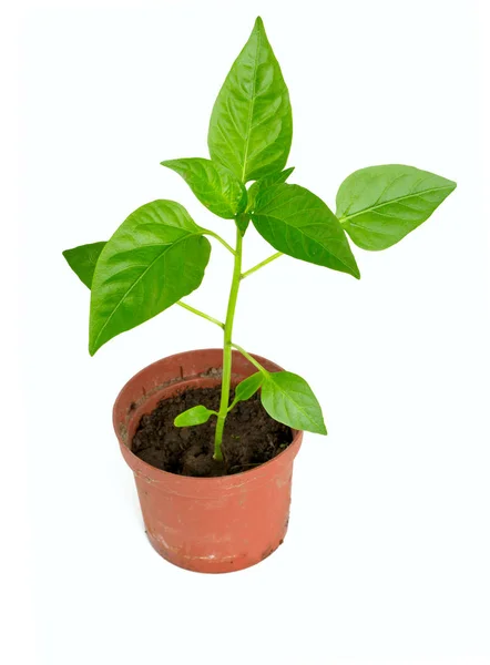 Paprika Planten Geïsoleerd Wit — Stockfoto
