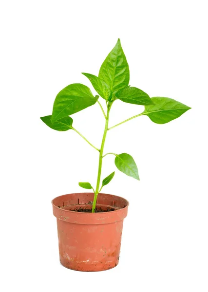 Paprika Planten Geïsoleerd Wit — Stockfoto