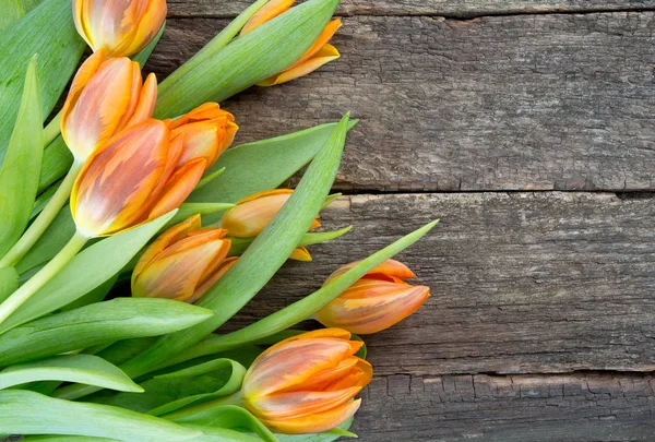 Καταπληκτικά Πολύχρωμα Και Αρωματικά Άνθη — Φωτογραφία Αρχείου